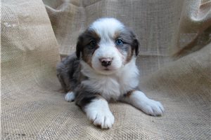 Marcia - puppy for sale