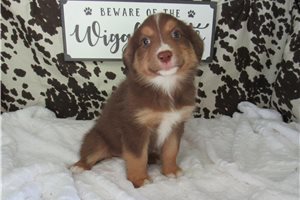 Margaux - puppy for sale