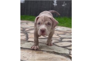 Razdal - American Bully for sale