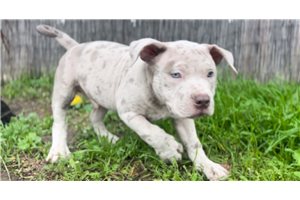 Mikey - American Bully for sale