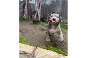 Maximilian - American Bully for sale