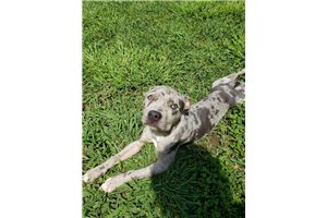 Nellie - American Pit Bull Terrier for sale