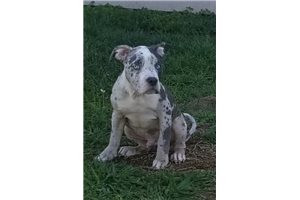 Nugget - American Pit Bull Terrier for sale