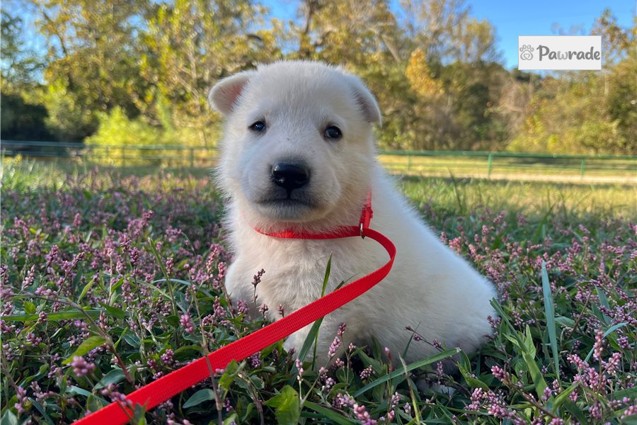 Sycamore - German Shepherd for sale