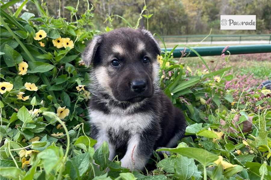 Rona - German Shepherd for sale