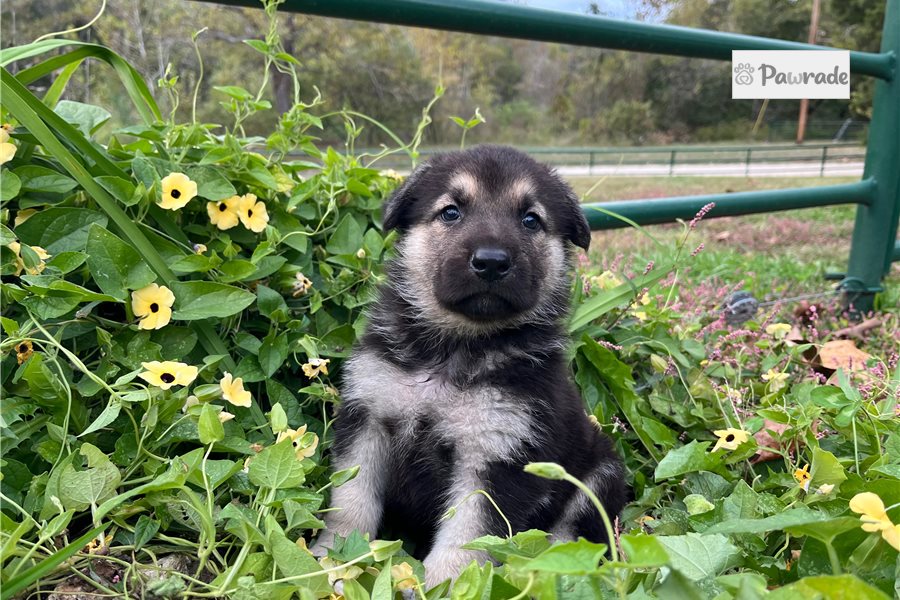 Rito, male German Shepherd puppy for sale
