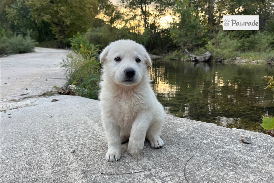 Roma - German Shepherd for sale