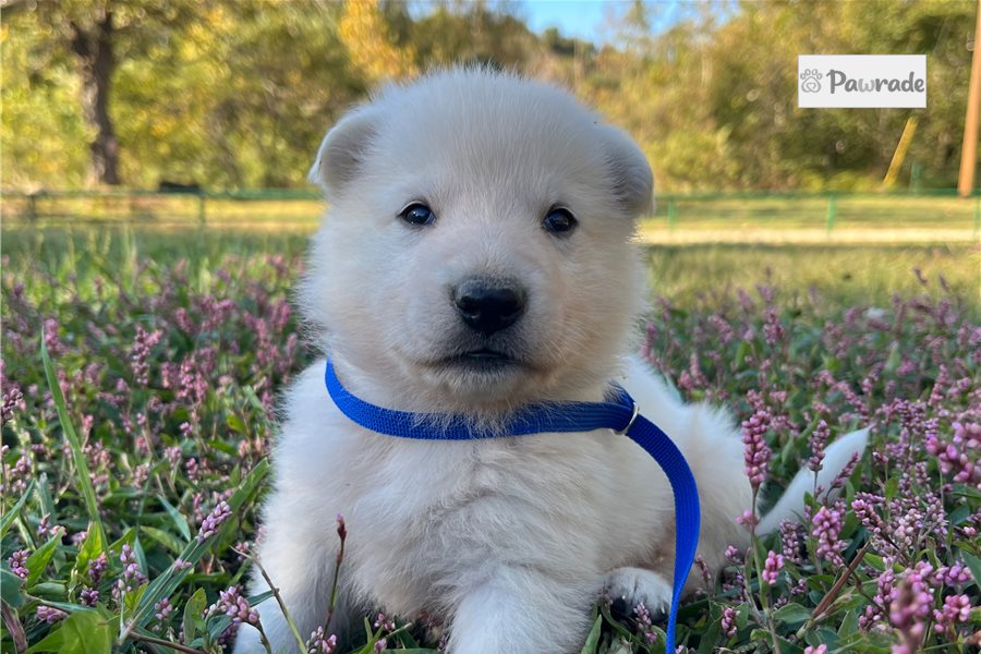 Shane - German Shepherd for sale