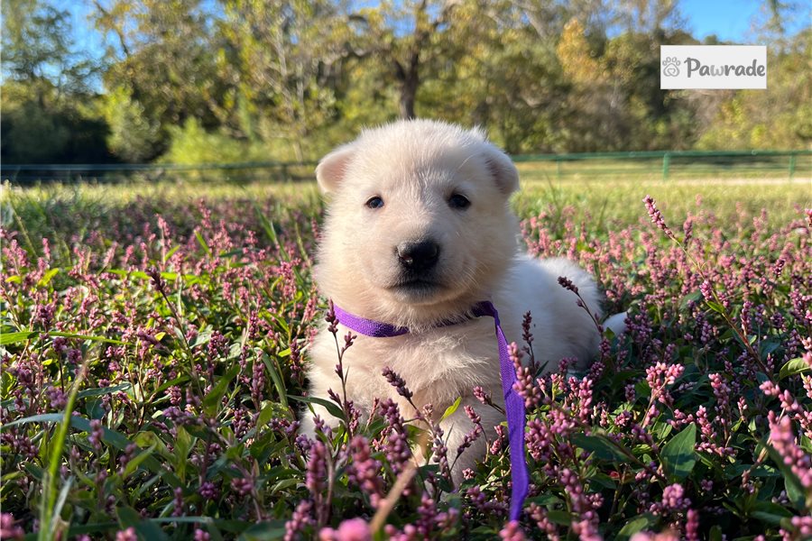 Sienna - German Shepherd for sale