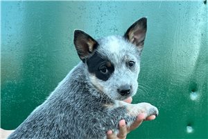 Top 5 Australian Cattle Dog/Blue Heeler Puppies in Scottsbluff / Panhandle