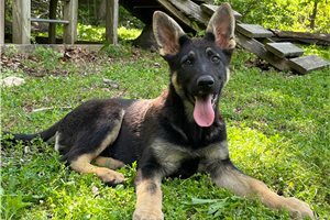 Galilea - German Shepherd for sale