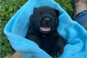Ninja - puppy for sale