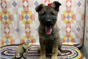 Genesis - German Shepherd for sale