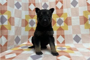 Gemma - puppy for sale