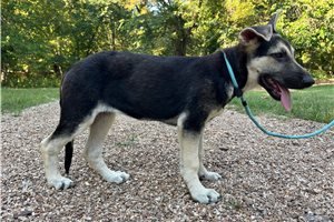Nera - German Shepherd for sale