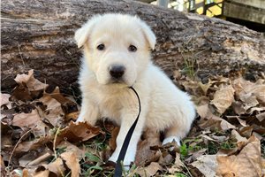 Sebastian - German Shepherd for sale