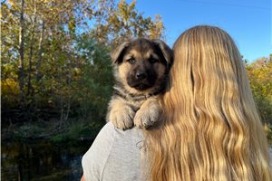 Rory - German Shepherd for sale
