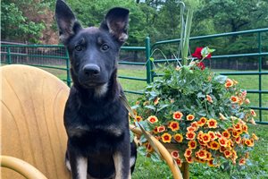 Breslin - German Shepherd for sale