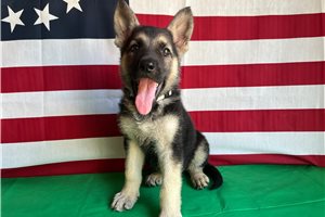 Holly - German Shepherd for sale