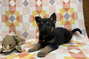 Georgia - German Shepherd for sale