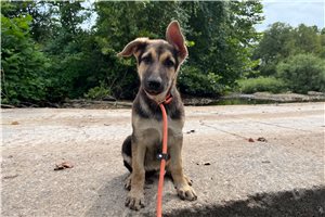 Nermal - German Shepherd for sale
