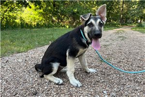 Nera - German Shepherd for sale