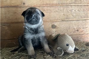 Bella - puppy for sale