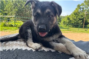 Nermal - German Shepherd for sale