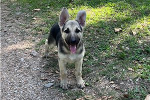 Hera - German Shepherd for sale