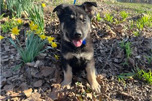 Byron - German Shepherd for sale