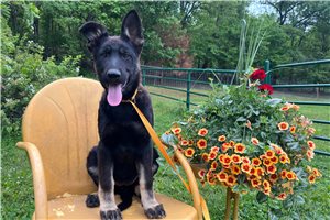 Gwendolyn - German Shepherd for sale