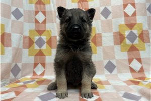 Graham - puppy for sale