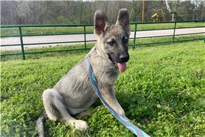 Bella - German Shepherd for sale