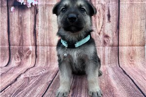 Heidi - German Shepherd for sale