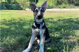 Nera - German Shepherd for sale