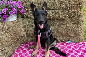 Breslin - German Shepherd for sale