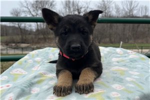 Gemma - German Shepherd for sale