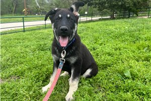 Byron - German Shepherd for sale