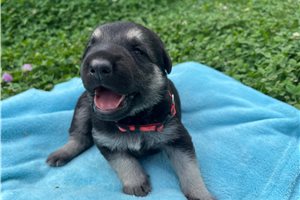 Nema - puppy for sale