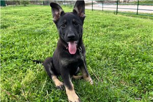 Glory - German Shepherd for sale