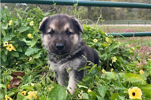Rory - German Shepherd for sale