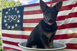 Galilea - German Shepherd for sale