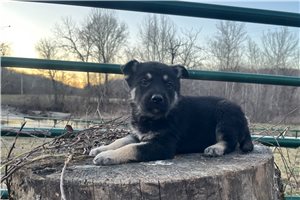 Byron - German Shepherd for sale