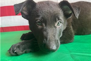 Nitro - German Shepherd for sale