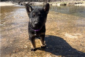 Galilea - German Shepherd for sale