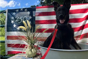 Gwendolyn - German Shepherd for sale