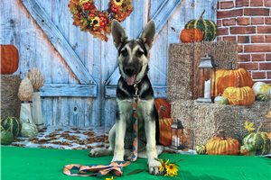 Nera - German Shepherd for sale