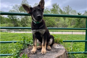 Galilea - German Shepherd for sale