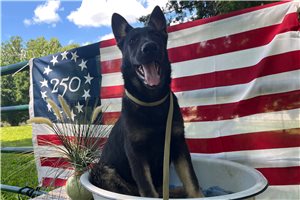Breslin - German Shepherd for sale