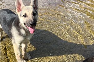 Hera - German Shepherd for sale